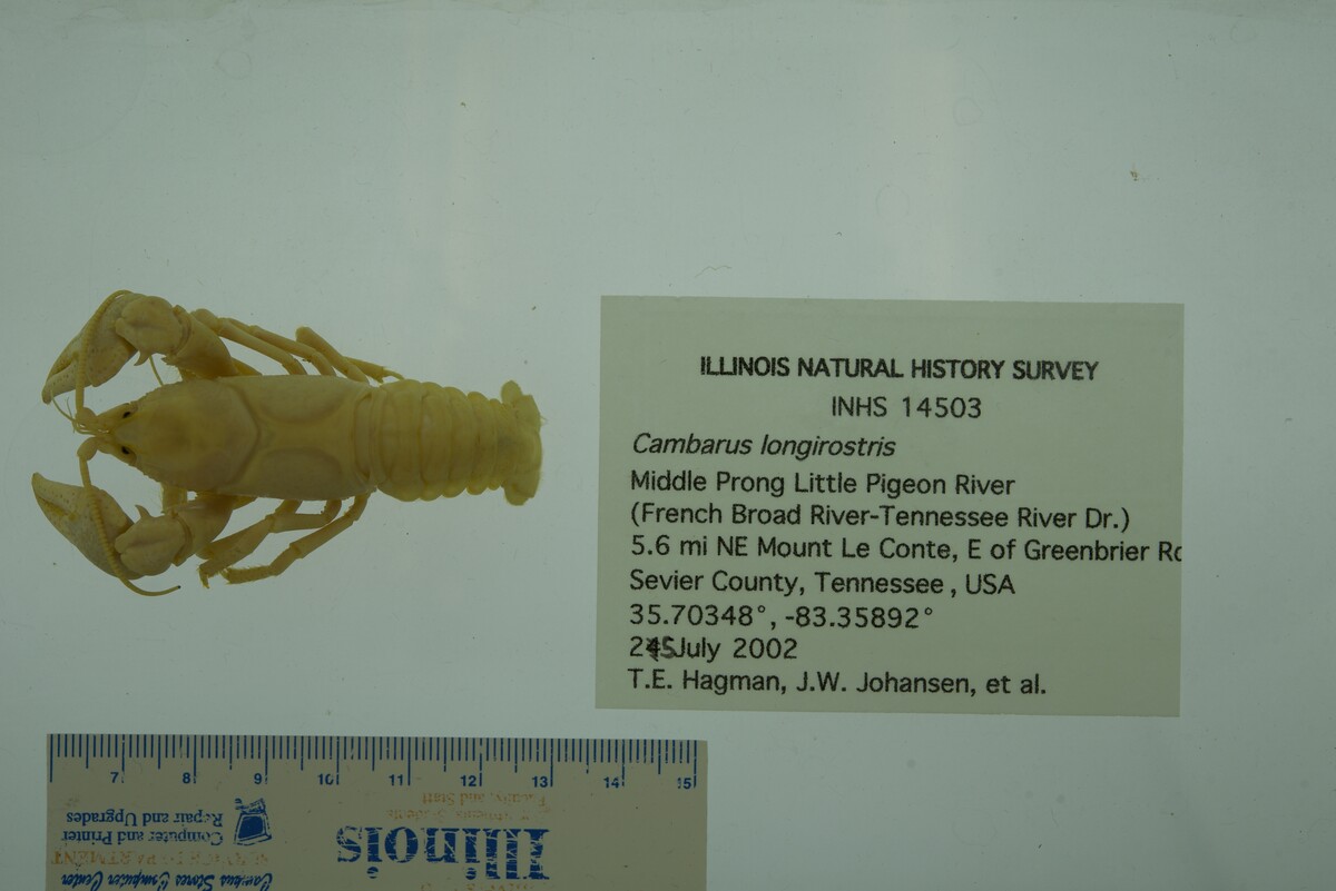 Cambarus longirostris image